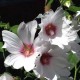 Lavatera Hybride Blushing Bride