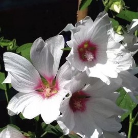 Lavatera Hybride Blushing Bride