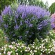 Vitex agnus-castus