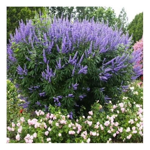 Vitex agnus-castus