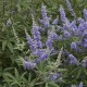Vitex agnus-castus