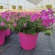 Phlox subulata rose phlox)