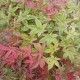 Erable du Japon, Acer palmatum 'Beni-Maïko'