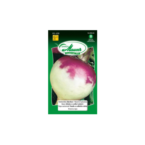 Navet d’automne blanc, globe à collet violet