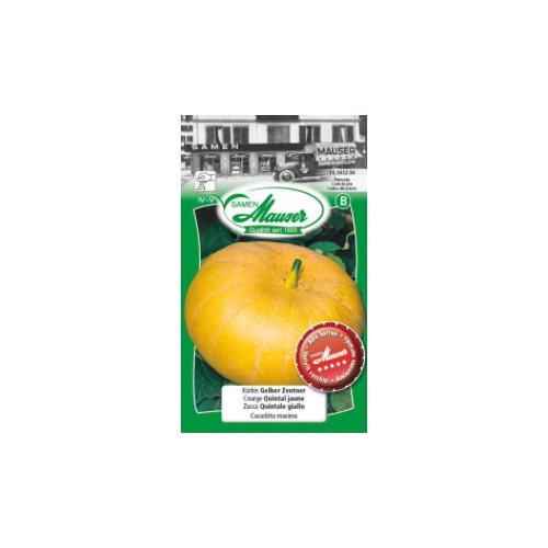 Courge (potiron) quintal jaune