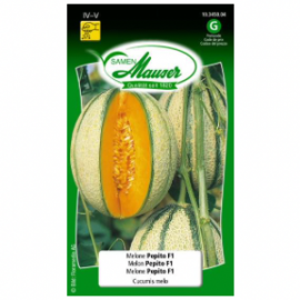 Melon pépite F1
