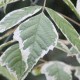 Acer negundo variegatum