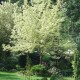 Acer negundo variegatum