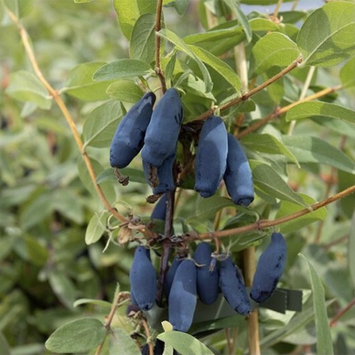Maibeere Delight vostrog ( myrtillier de la Sibérie)