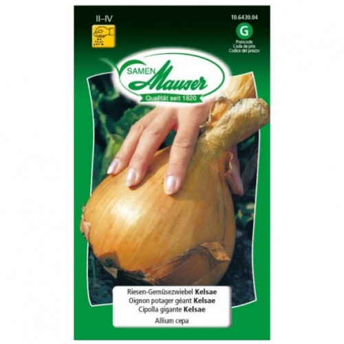Oignon potager géant Kelsar