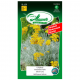 Immortelle d’Italie