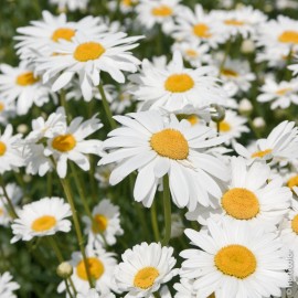 Leucanthemum maxima