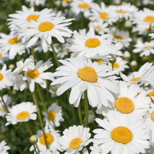 Leucanthemum maxima