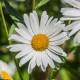 Leucanthemum maxima