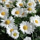 Leucanthemum maxima