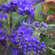 Caryopteris cland. Grand blue Barbe bleue