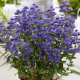 Caryopteris cland. Grand blue Barbe bleue