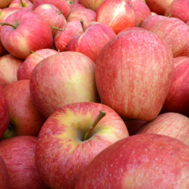Pomme Gala