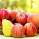 Pomme-Poire Mixte de saison