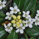 Pittosporum tobira ( Théier de Tobira)