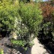 Osmanthus x burkwoodii