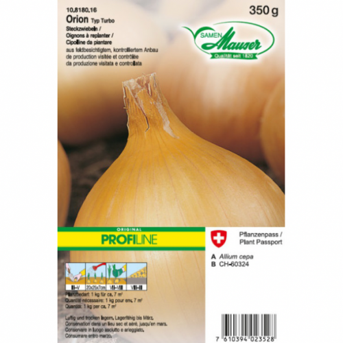 Oignon à replanter Orion