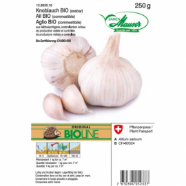 Ail à replanter Bio