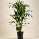 Kentia forsteriana