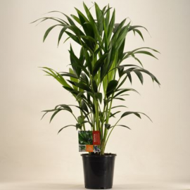 Kentia forsteriana