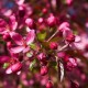 Malus floribunda 'coccinella' (pommier d’ornement)