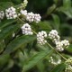 Callicarpa bodi. Magical slow star (callicarpe)