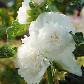 Alcea rosea double White - Rose trémière