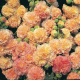 Alcea rosea double Abricot - Rose trémière