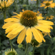 Echinacea Yellow Shades
