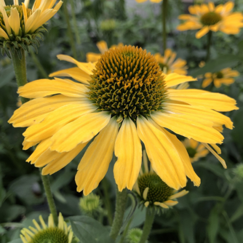 Echinacea Yellow Shades