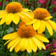 Echinacea Yellow Shades