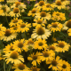 Echinacea Yellow Shades