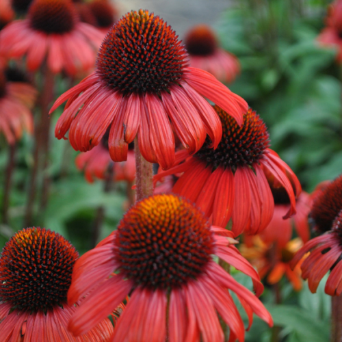 Echinacea Purpurea Red