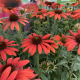 Echinacea Purpurea Red