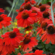 Echinacea Purpurea Red