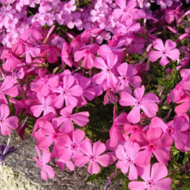 Phlox subulata rose phlox)