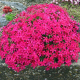 Phlox subulata rose phlox)