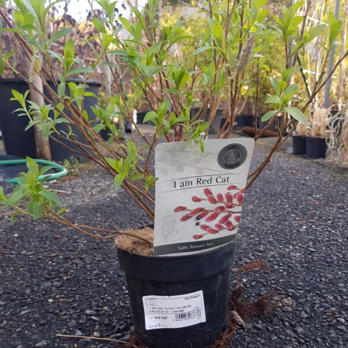 Salix grac kurome " I am red cat"