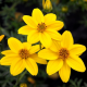 Bidens