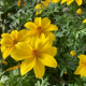 Bidens