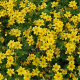 Bidens