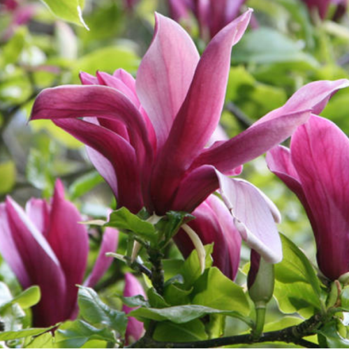 Magnolia liliflora nigra