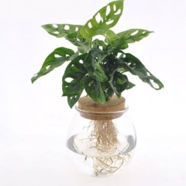 Monstres Monney leaf en verre