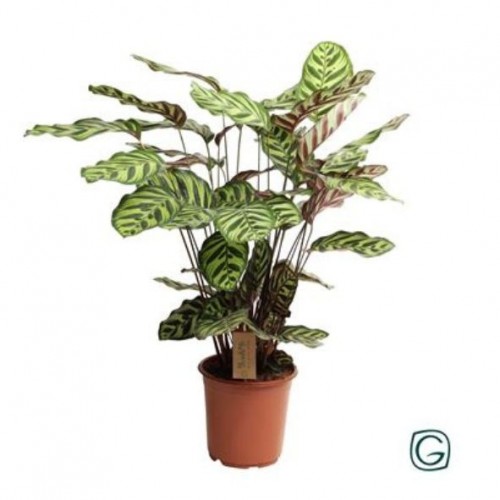 Calathea Makoyana