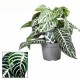 Aphelandra Green